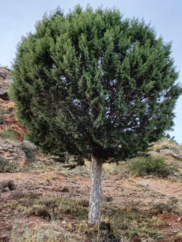 Nuestros árboles